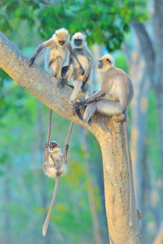 Animals in their Habitat