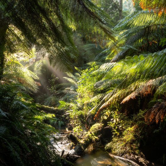 Rainforest Light