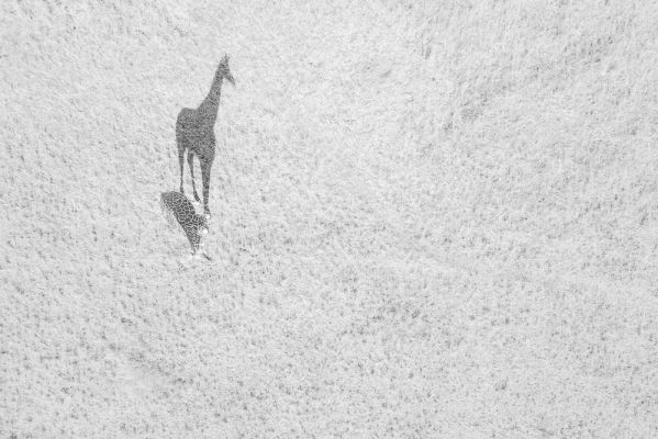 Big Shadow
