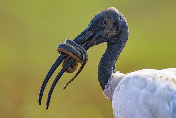 Wildlife by Aman Wilson