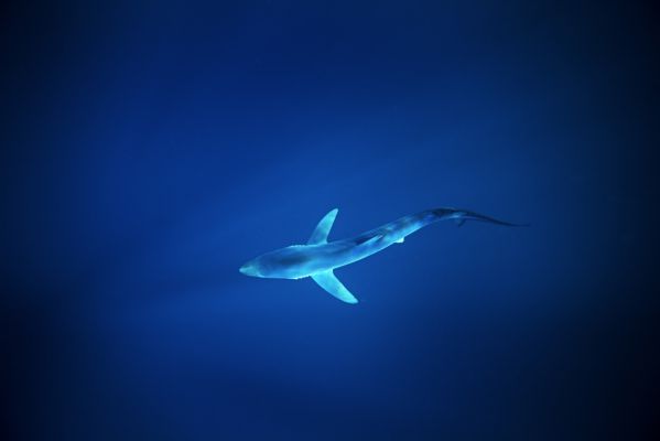 Predators far away from the sea, blue shark