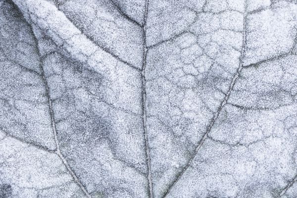 Texture of life