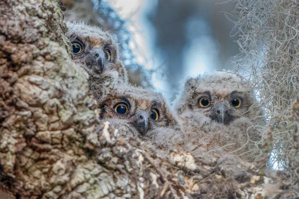 The last owls of Safety Harbor