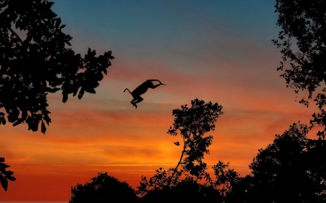 Il salto della scimmia 