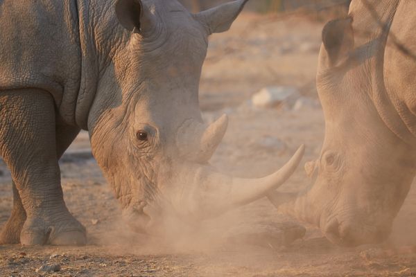 Rhino Duel