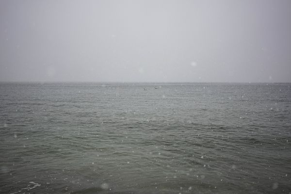 Swans in the Baltic Sea