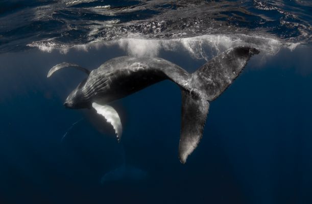 Dynamic Tail