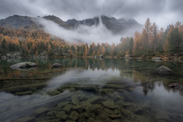The Beauty in Larch